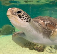 Cairns Aquarium Marine Life Encounter Ticket with 2-Course Lunch - Winery Find