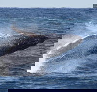 Whale Watching by Sea World Cruises - Winery Find