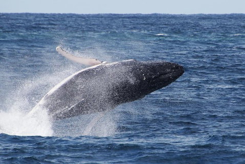Whale Watching By Sea World Cruises - Winery Find 0
