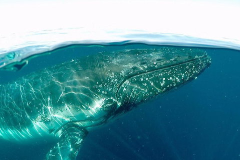 Whale Watching By Sea World Cruises - Winery Find 2