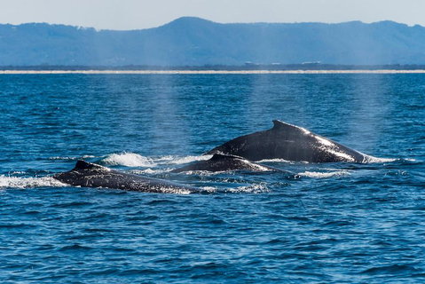 Whale Watching By Sea World Cruises - Winery Find 4
