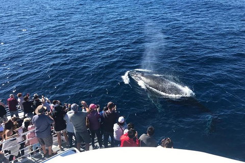 Whale Watching By Sea World Cruises - Winery Find 5