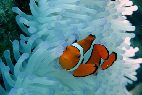 Seastar Luxury Outer Great Barrier Reef Island And Reef Tour From Cairns - Winery Find 0