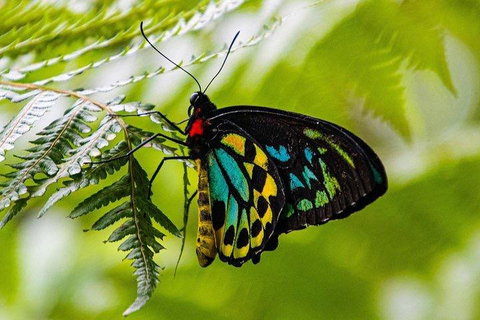 Private Daintree And Cape Tribulation Tour From Port Douglas - Winery Find 2