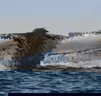 Sydney Whale-Watching Cruise Including Lunch or Breakfast - Winery Find