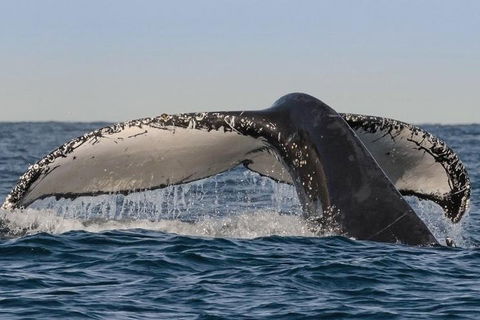 Sydney Whale-Watching Cruise Including Lunch Or Breakfast - Winery Find 0