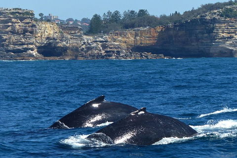 Sydney Whale-Watching Cruise Including Lunch Or Breakfast - Winery Find 2