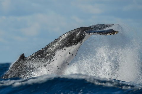 Sydney Whale-Watching Cruise Including Lunch Or Breakfast - Winery Find 4