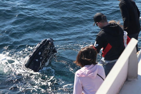 Sydney Whale-Watching Cruise Including Lunch Or Breakfast - Winery Find 5