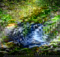 Day Tour in Mt. Field Mt. Wellington Bonorong Wildlife Sanctuary and Richmond - Winery Find