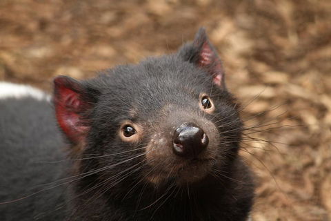 Day Tour In Mt. Field, Mt. Wellington, Bonorong Wildlife Sanctuary And Richmond - Winery Find 4