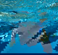 3 Day Whitsundays Sailing and Diving Adventure Kiana - Winery Find