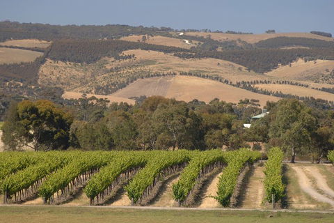 McLaren Vale And Glenelg Wine Tasting And Sightseeing (Half-day Afternoon) - Winery Find 2