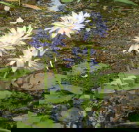 Yellow Water Cruise - Kakadu - Winery Find