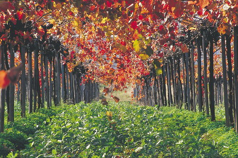 Margaret River Private Tour - Winery Find 0