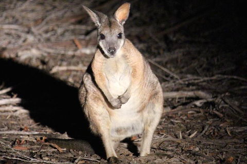 Small-Group Kangaroo Island 4WD Night Tour - Winery Find 3