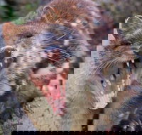 After Dark Tasmanian Devil Feeding Tour at Cradle Mountain - Winery Find