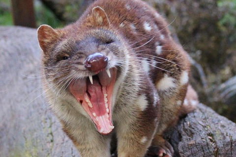After Dark Tasmanian Devil Feeding Tour At Cradle Mountain - Winery Find 0