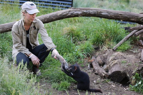 After Dark Tasmanian Devil Feeding Tour At Cradle Mountain - Winery Find 1