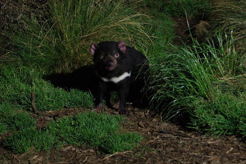 After Dark Tasmanian Devil Feeding Tour At Cradle Mountain - Winery Find 4