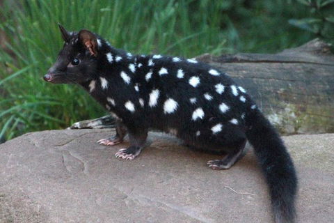 After Dark Tasmanian Devil Feeding Tour At Cradle Mountain - Winery Find 5