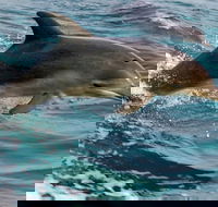 1.5HR Mudjimba Island Wildlife Safari - Winery Find