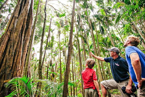 Natural Bridge & Springbrook Waterfalls Tour + Hot Air Balloon With Breakfast - Winery Find 5