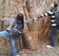 Mt Field National Park Active Day-Trip Including Bonorong and Mt Wellington - Winery Find