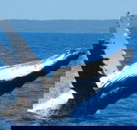 Mooloolaba Whale Watching Tour - Winery Find