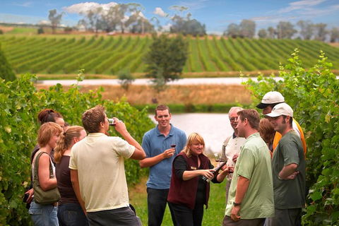 Yarra Valley Balloon Flight And Winery Tour - Winery Find 4