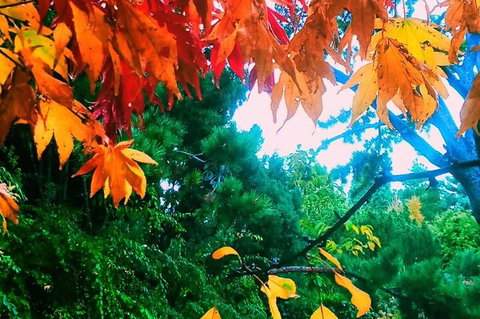 Hobart Half-Day Sightseeing Coach Tram Tour - Winery Find 4
