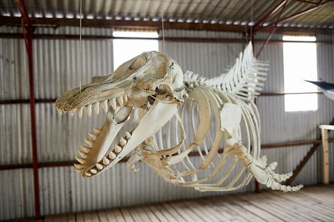 Albany's Whale Story - Winery Find 3