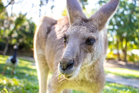 Virtual Interactive Australian Wildlife Tour With Private Guide-Wildlife Habitat - Winery Find 2