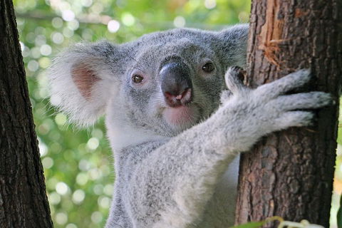 Virtual Interactive Australian Wildlife Tour With Private Guide-Wildlife Habitat - Winery Find 3