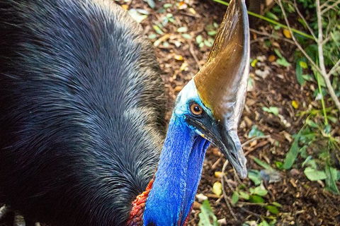 Virtual Interactive Australian Wildlife Tour With Private Guide-Wildlife Habitat - Winery Find 5