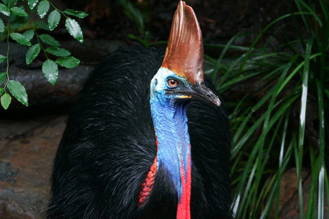 Wildlife Habitat Port Douglas - Winery Find 3