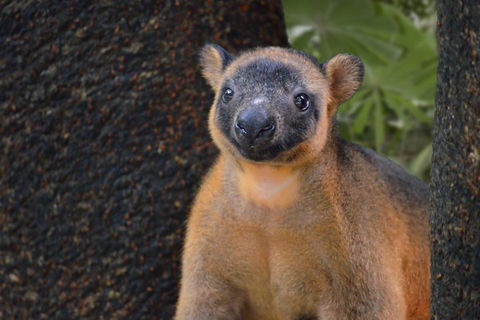 Wildlife Habitat Port Douglas - Winery Find 5