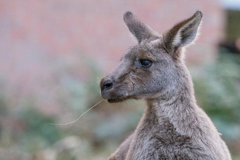 Grampians National Park With Kangaroos And MacKenzie Falls From Melbourne - Winery Find 0