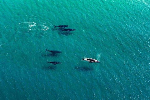 40-45 Minute Port Stephens And Stockton Beach Helicopter Flight - For 2 - Winery Find 0