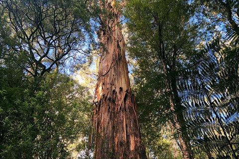 Ultimate Reverse Direction - 12 Apostles, Great Ocean Road - Small Group Tour - Winery Find 2