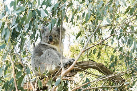 Ultimate Reverse Direction - 12 Apostles, Great Ocean Road - Small Group Tour - Winery Find 5