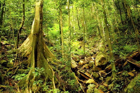 Barron Gorge And Kuranda National Park Half Day Rainforest And Waterfall 4WD Tour From Cairns - Winery Find 4