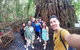 Barron Gorge And Kuranda National Park Half Day Rainforest And Waterfall 4WD Tour From Cairns - thumb 5