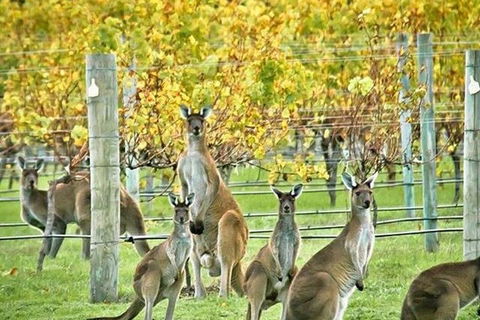 Margaret River Indulge And Discover Day Tour - Winery Find 0
