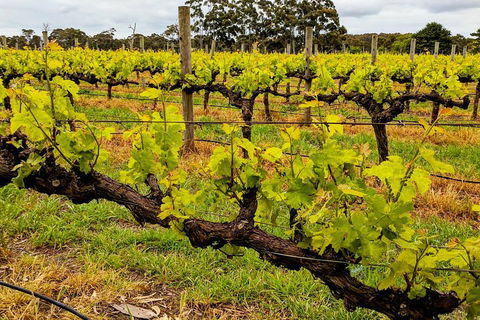 Margaret River Indulge And Discover Day Tour - Winery Find 5