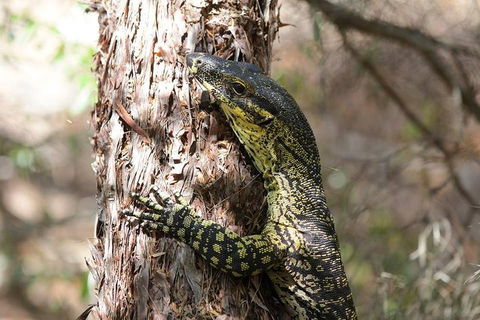 Byron Bay Combo: Minyon Falls And Hinterland Day Trip And Learn To Surf At Byron Bay - Winery Find 0