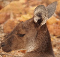 Australian animals Seascape and Sunset Photography Tour - Winery Find