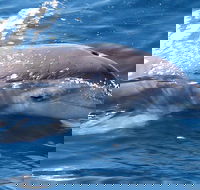 Jervis Bay Dolphin Watch Cruise - Winery Find