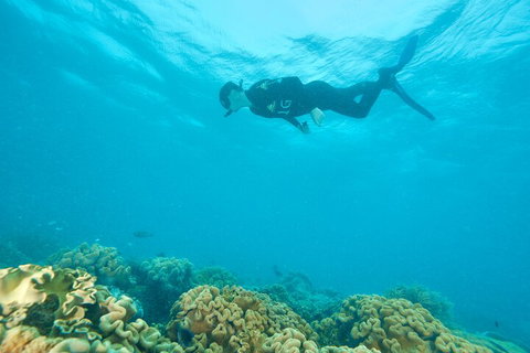 Ocean Freedom Great Barrier Reef Personal Luxury Snorkel & Dive Cruise, Cairns - Winery Find 5