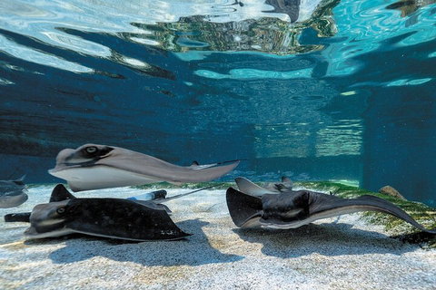 Lunch And General Admission Entry At AQWA - Winery Find 1